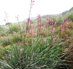 Watsonia rogersii