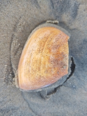 Crassula aequilatera