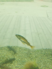 Gadiformes
