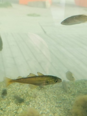 Gadiformes