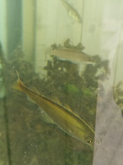 Gadiformes