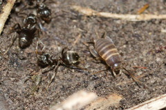 Myrmecophilus acervorum