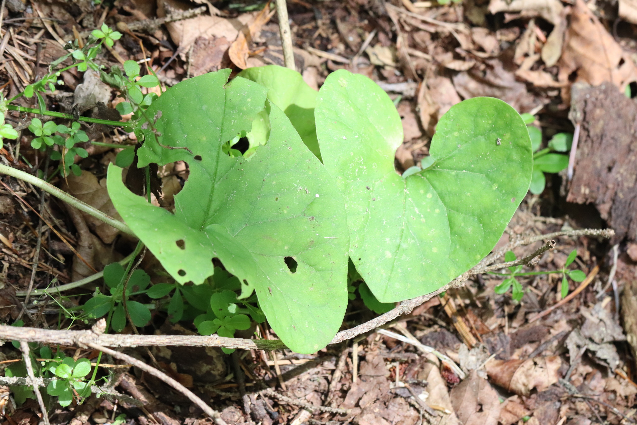 Asarum Sieboldii Miq.