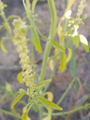 Amaranthus arenicola
