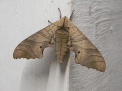 Marumba