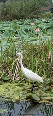 Egretta garzetta