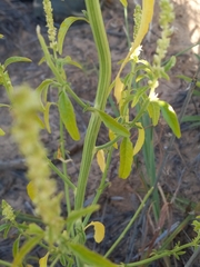Amaranthus arenicola