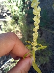 Amaranthus arenicola