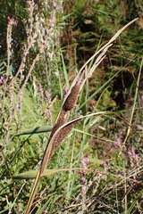 Carex hispida
