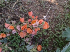 Sphaeralcea munroana