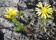 Cullumia setosa setosa