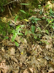 Hieracium paniculatum