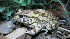 Sclerophrys garmani