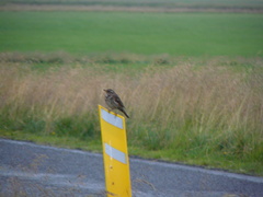 Turdus iliacus coburni
