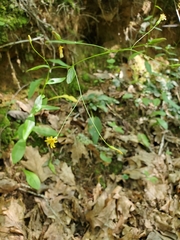 Hieracium paniculatum