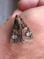 Melipotis famelica