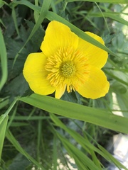 Trollius riederianus