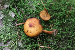 Pleuroflammula tuberculosa