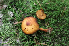 Pleuroflammula tuberculosa