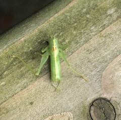 Meconema meridionale