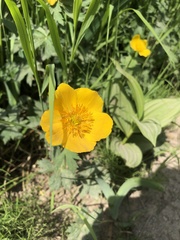 Trollius riederianus