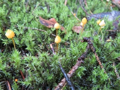 Mycena oregonensis
