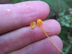 Mycena oregonensis