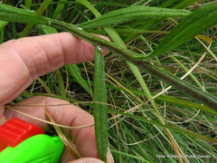 Helichrysum stenopterum