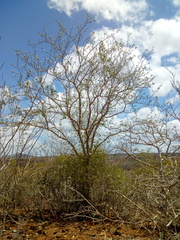 Cnidoscolus quercifolius