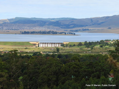 Helichrysum stenopterum