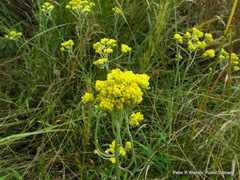 Helichrysum stenopterum