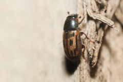 Chilothorax melanostictus