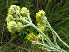 Helichrysum stenopterum