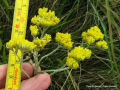 Helichrysum stenopterum