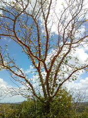 Cnidoscolus quercifolius