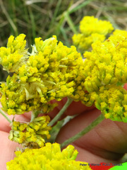 Helichrysum stenopterum