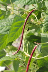 Vigna unguiculata sesquipedalis