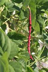 Vigna unguiculata sesquipedalis