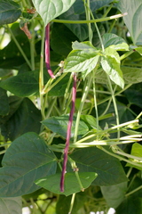 Vigna unguiculata sesquipedalis