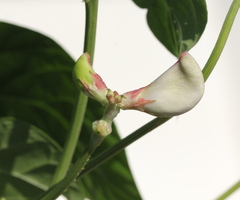 Vigna unguiculata sesquipedalis
