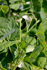 Vigna unguiculata sesquipedalis