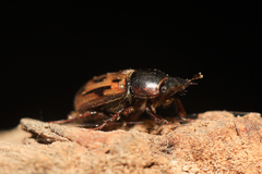 Chilothorax melanostictus