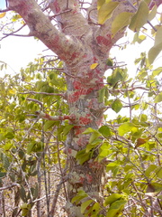 Cnidoscolus quercifolius