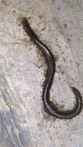 Koh Tao Caecilian