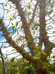 Cnidoscolus quercifolius