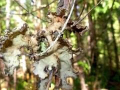Lobaria scrobiculata image