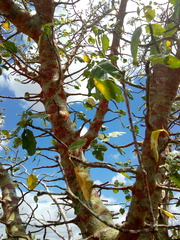 Cnidoscolus quercifolius