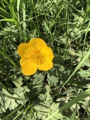 Trollius riederianus
