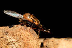 Chilothorax melanostictus