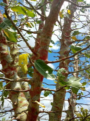 Cnidoscolus quercifolius